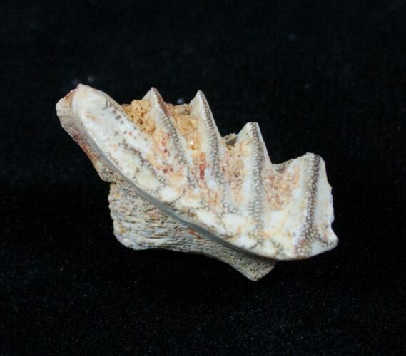 Ceratodus Tooth Plate - Extinct Lungfish #3205